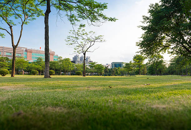 istock Green grass in the park 496679469