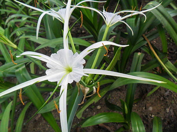 istock White Spider Lilies in the Garden 496679578