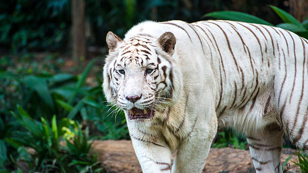 istock Majestic white tiger in wildlife. 496679791