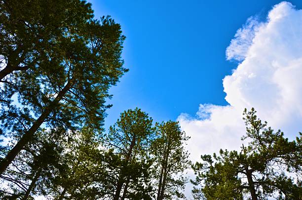 Blue skies and clouds above the pines stock photo
