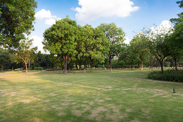 istock Green grass in the park 496680417