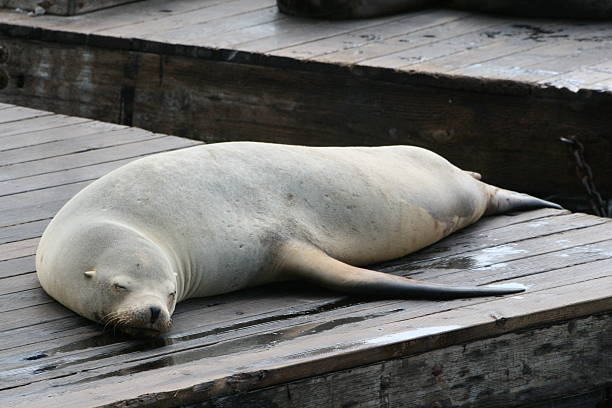 robbe pier 39 de san francisco - schlafend fotografías e imágenes de stock