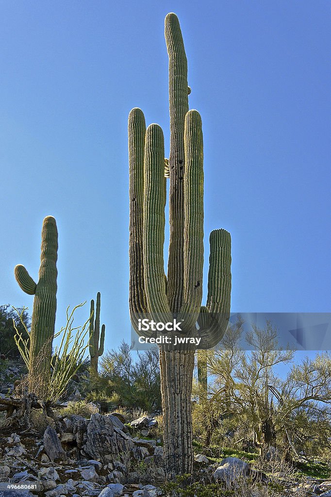 Klasyczne Saguaro - Zbiór zdjęć royalty-free (Bez ludzi)
