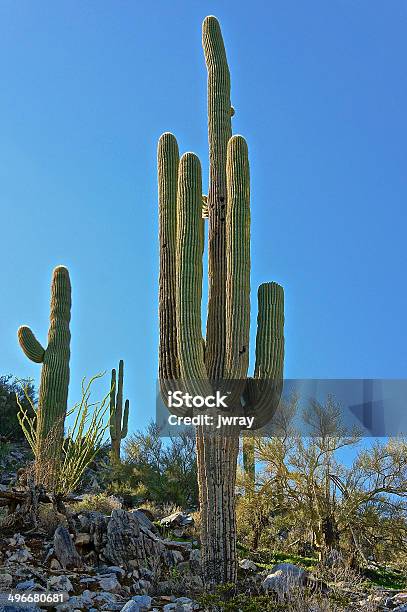 Klasyczne Saguaro - zdjęcia stockowe i więcej obrazów Bez ludzi - Bez ludzi, Bylica - Biegacz stepowy, Cierń