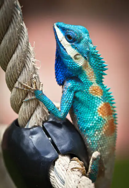 Photo of Blue lizards