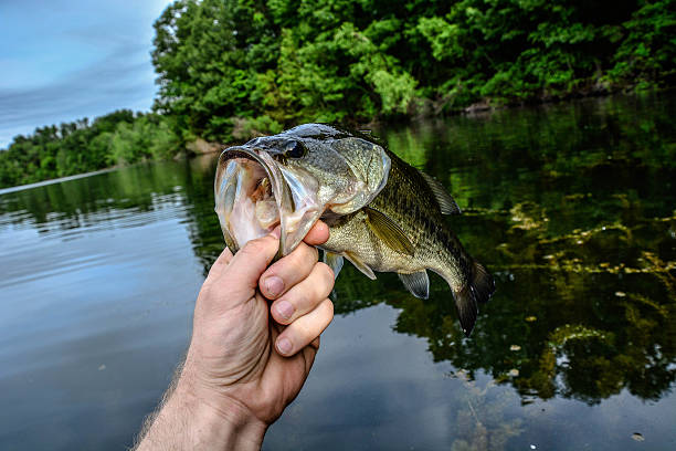 istock Big bass 496680750