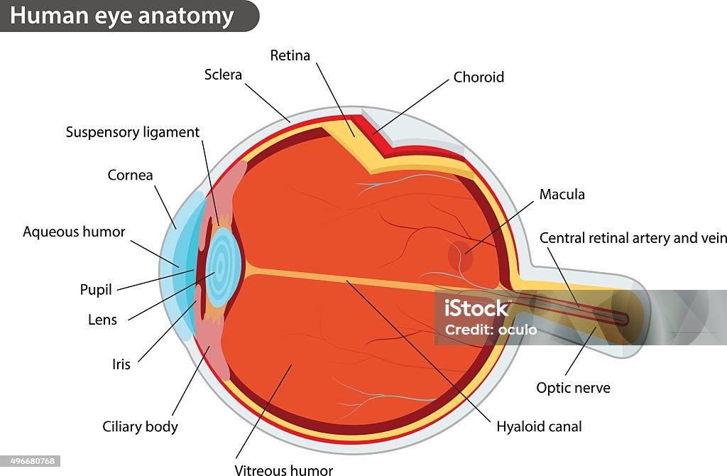 Human eye anatomy Human eye anatomy, with names Eye stock vector