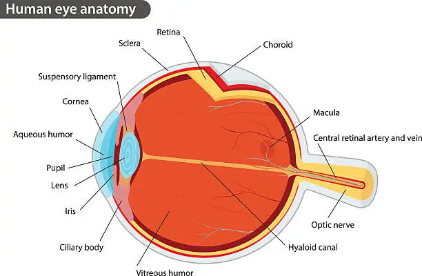 Vector illustration of Human eye anatomy