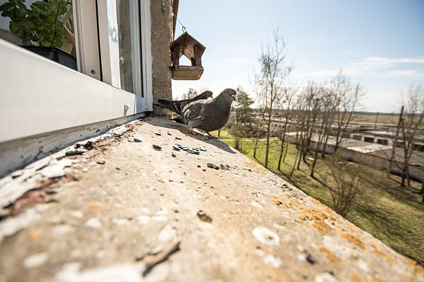 istock pigeon portrait, close up 496680935