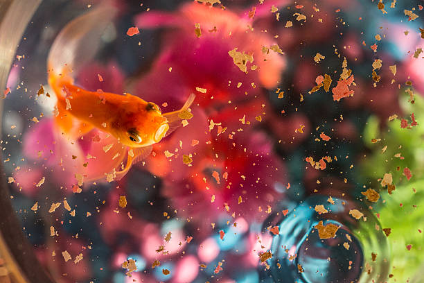 gold fish coming up for food creating unique composition combine with colorful background from the bottom of the aquarium.