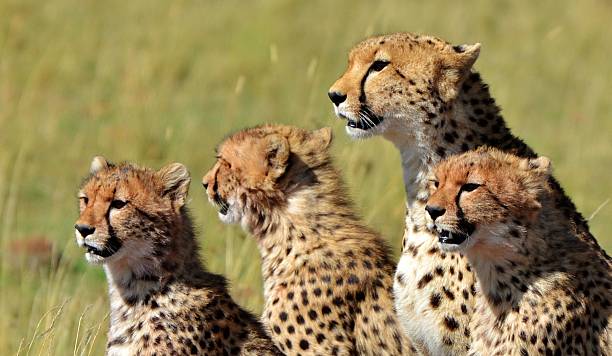 istock Cheetah Family 496681555