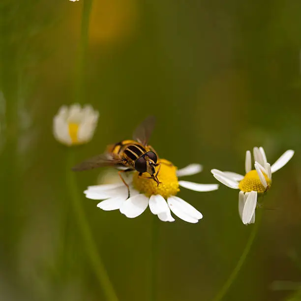 Insect at food intake