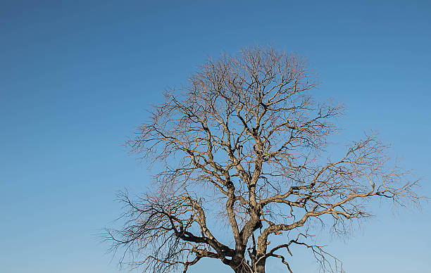 istock The big tree was  die with blue sky background. 496681942