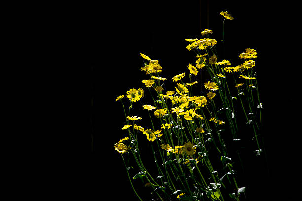 istock Yellow flowers against a black background 496682133
