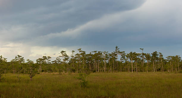 cypress dome und sawgrass prairie in den everglades - big cypress stock-fotos und bilder