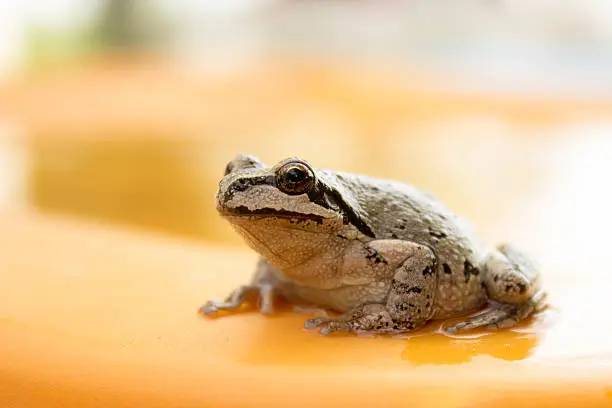 This Pacific tree frog was sitting in a shallow puddle on an orange plastic lid.