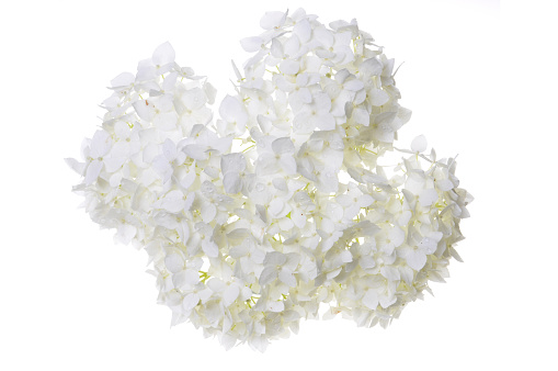 White flower hydrangea isolated on white background