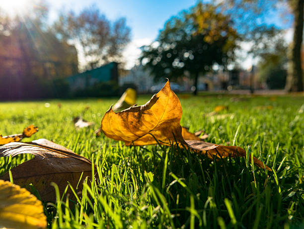 istock Fall leaves and street background 496683900