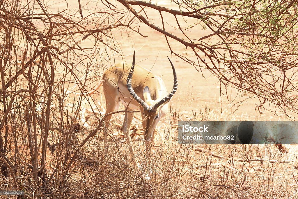 Gacela savannah del parque de Tsavo este - Foto de stock de Aire libre libre de derechos