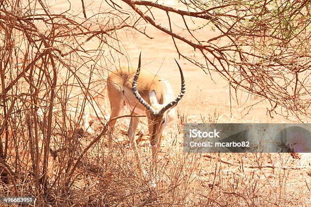 Gacela Savannah Del Parque De Tsavo Este Foto de stock y más banco de imágenes de Aire libre - Aire libre, Animal, Animal hembra