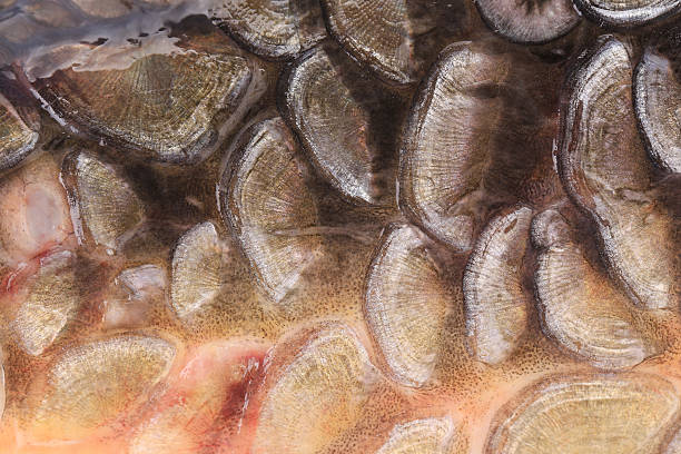 istock Scales of fish close up. 496684791