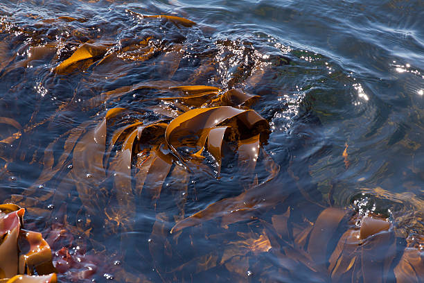 Close-up of floating brown seaweed. In the seaweed some small 