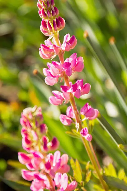 Bright pink lupine flowers against green foliage.