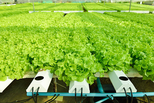 istock Red oak, green oak, frillice iceberg , cultivation hydroponic gr 496686024