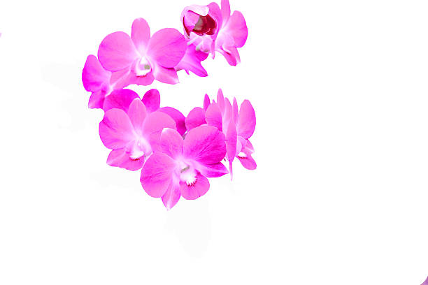 istock Pink orchid style isolated white background. 496686093