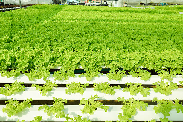 istock Red oak, green oak, frillice iceberg , cultivation hydroponic gr 496686100