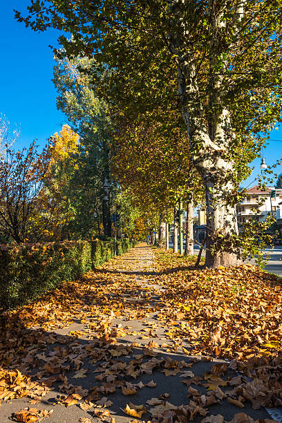 istock Tree lined avenue in autumn in Turin, Italy 496686130