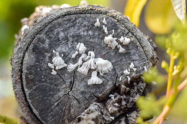 istock white mushroom on dry wood bark 496686206