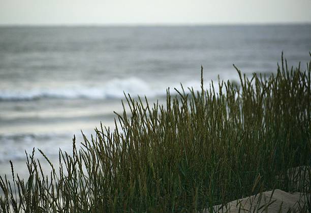 istock view of the sea through grass on sand dunes 496686289