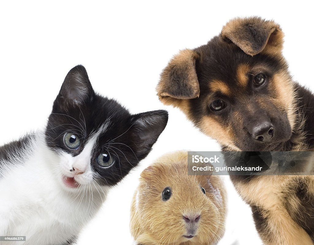 Puppy and kitten Puppy and kitten and guinea pig Dog Stock Photo