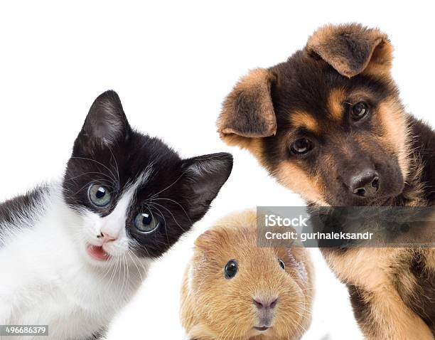 Puppy And Kitten Stock Photo - Download Image Now - Dog, Domestic Cat, Surprise