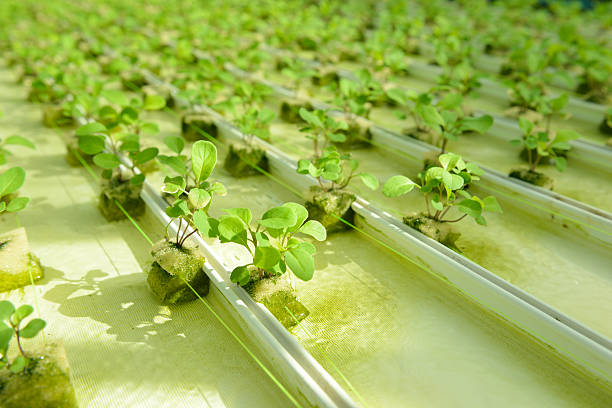 istock Red oak, green oak, frillice iceberg , cultivation hydroponic gr 496686584