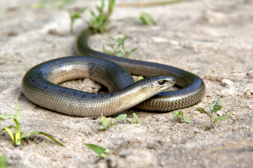 Legless lizard Slow Worm lying on the sand on the edge of the forest on a summer day.