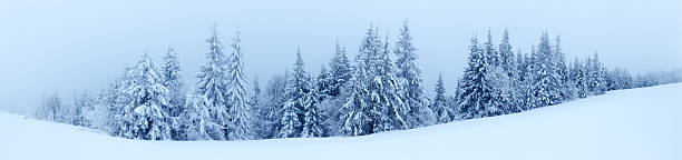 istock Winter landscape with snowy fir trees 496687080