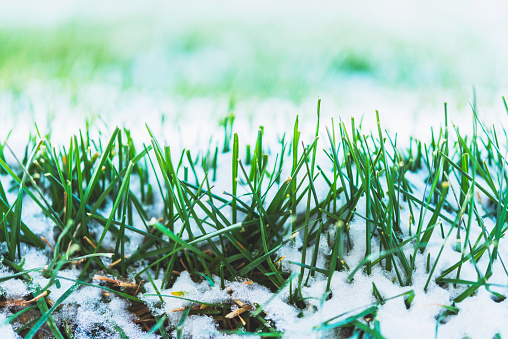 Frozen grass after first snowfall of winter