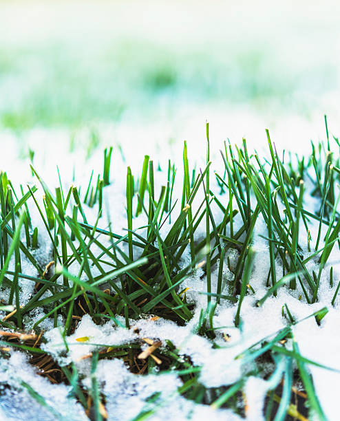 istock Frozen grass after first snowfall of winter 496687256