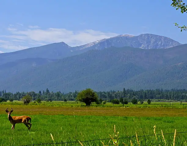 Western Montana/Idaho's Border Range.