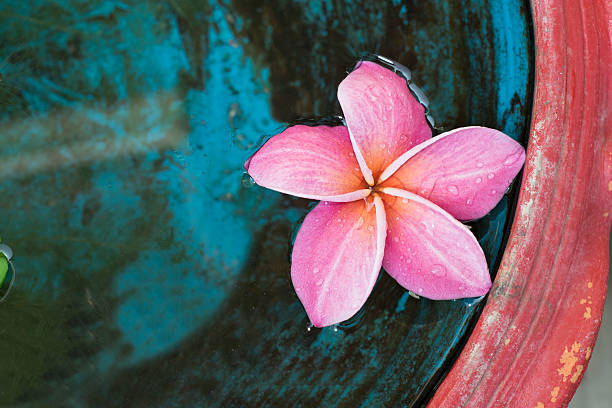 rose plumeria - water floral photos et images de collection