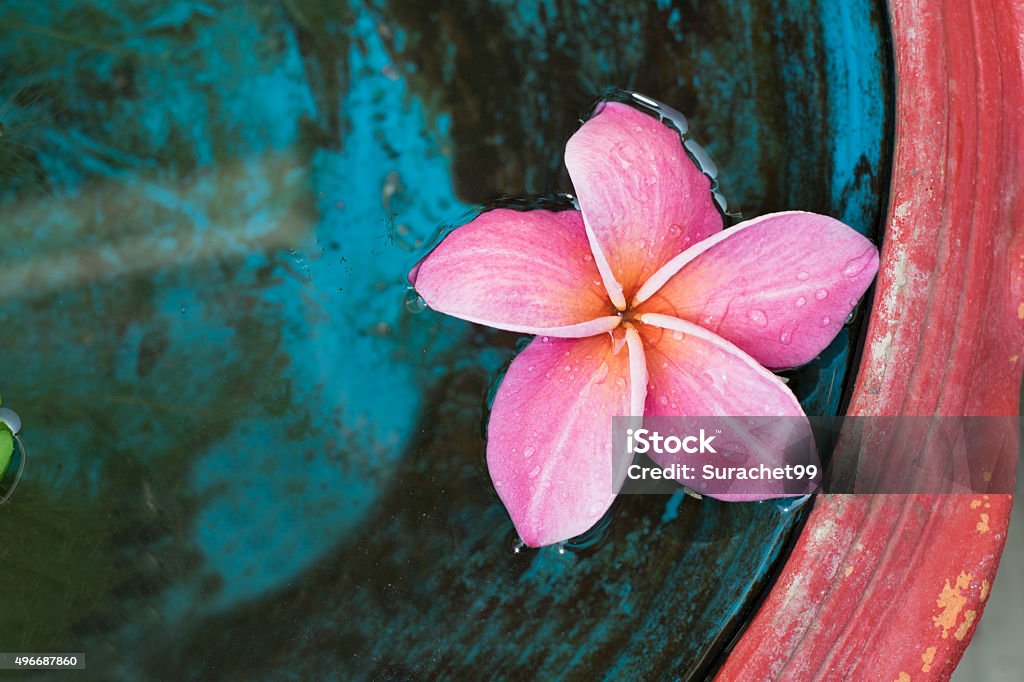 pink plumeria Pacific Ocean Stock Photo