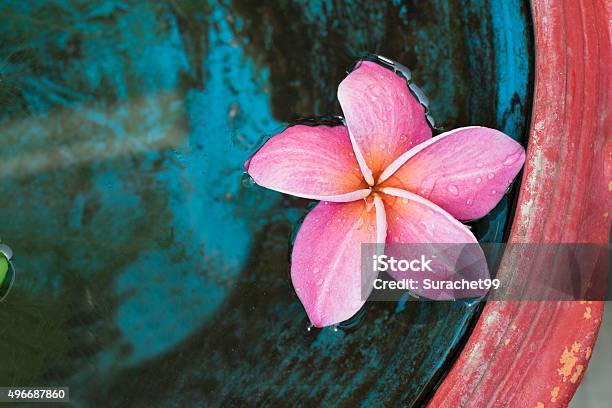 Pink Plumeria Stock Photo - Download Image Now - Pacific Ocean, Asia, Flower