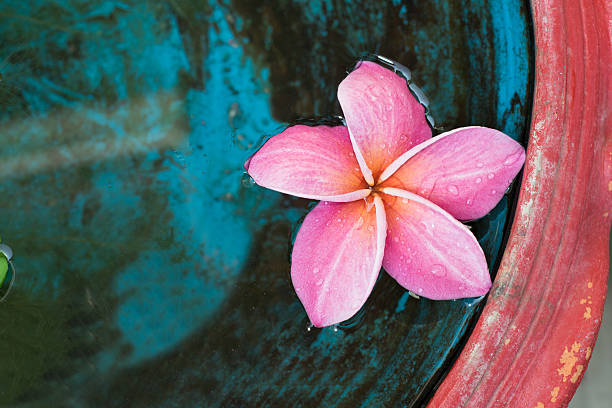 розовая плюмерия - tropical spa стоковые фото и изображения