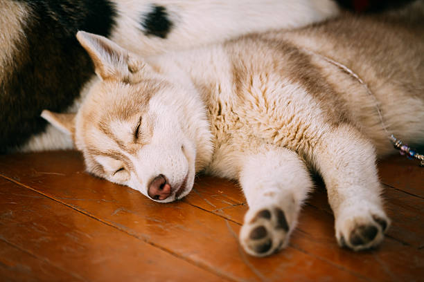 istock Young White And Red Husky Puppy Eskimo Dog Sleeping 496688354