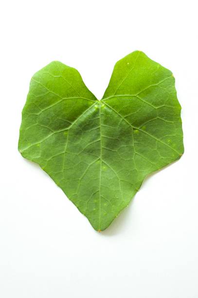 istock green Ivy gourd leaves 496689014
