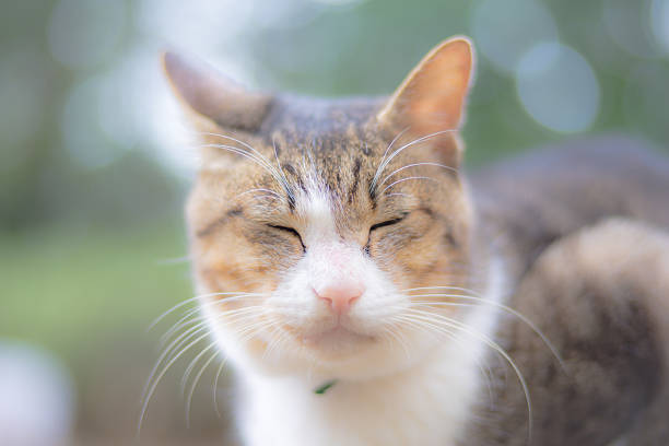 istock Cat in the park 496689212