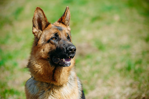 istock Beautiful Young Brown German Shepherd Dog 496689276
