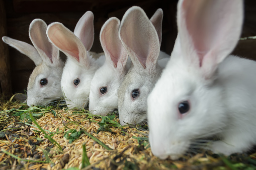 Row of domestic rabbits are eating grain and grass in farm hutch